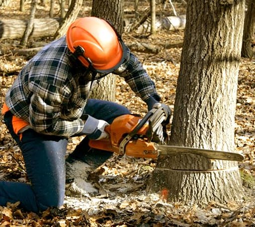Tree Removal in Nitro, WV